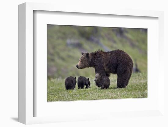 Grizzly Bear (Ursus Arctos Horribilis) Sow and Three Cubs of the Year, Yellowstone National Park-James Hager-Framed Photographic Print