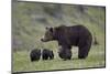 Grizzly Bear (Ursus Arctos Horribilis) Sow and Three Cubs of the Year, Yellowstone National Park-James Hager-Mounted Photographic Print