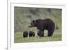 Grizzly Bear (Ursus Arctos Horribilis) Sow and Three Cubs of the Year, Yellowstone National Park-James Hager-Framed Photographic Print