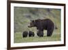 Grizzly Bear (Ursus Arctos Horribilis) Sow and Three Cubs of the Year, Yellowstone National Park-James Hager-Framed Photographic Print