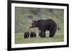 Grizzly Bear (Ursus Arctos Horribilis) Sow and Three Cubs of the Year, Yellowstone National Park-James Hager-Framed Photographic Print