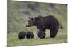 Grizzly Bear (Ursus Arctos Horribilis) Sow and Three Cubs of the Year, Yellowstone National Park-James Hager-Mounted Photographic Print