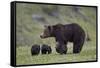 Grizzly Bear (Ursus Arctos Horribilis) Sow and Three Cubs of the Year, Yellowstone National Park-James Hager-Framed Stretched Canvas