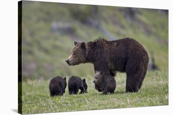 Grizzly Bear (Ursus Arctos Horribilis) Sow and Three Cubs of the Year, Yellowstone National Park-James Hager-Stretched Canvas