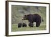 Grizzly Bear (Ursus Arctos Horribilis) Sow and Three Cubs of the Year, Yellowstone National Park-James Hager-Framed Photographic Print