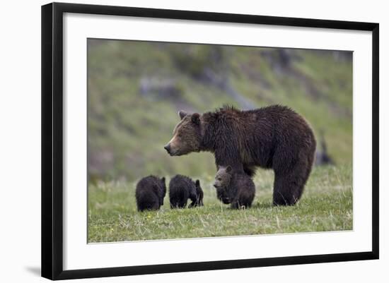 Grizzly Bear (Ursus Arctos Horribilis) Sow and Three Cubs of the Year, Yellowstone National Park-James Hager-Framed Photographic Print