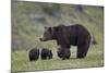 Grizzly Bear (Ursus Arctos Horribilis) Sow and Three Cubs of the Year, Yellowstone National Park-James Hager-Mounted Photographic Print