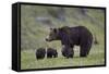 Grizzly Bear (Ursus Arctos Horribilis) Sow and Three Cubs of the Year, Yellowstone National Park-James Hager-Framed Stretched Canvas