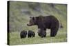 Grizzly Bear (Ursus Arctos Horribilis) Sow and Three Cubs of the Year, Yellowstone National Park-James Hager-Stretched Canvas