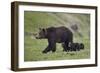 Grizzly Bear (Ursus Arctos Horribilis) Sow and Three Cubs of the Year, Yellowstone National Park-James Hager-Framed Photographic Print