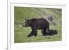 Grizzly Bear (Ursus Arctos Horribilis) Sow and Three Cubs of the Year, Yellowstone National Park-James Hager-Framed Photographic Print