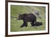 Grizzly Bear (Ursus Arctos Horribilis) Sow and Three Cubs of the Year, Yellowstone National Park-James Hager-Framed Photographic Print