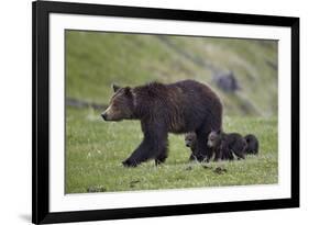 Grizzly Bear (Ursus Arctos Horribilis) Sow and Three Cubs of the Year, Yellowstone National Park-James Hager-Framed Photographic Print