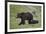 Grizzly Bear (Ursus Arctos Horribilis) Sow and Three Cubs of the Year, Yellowstone National Park-James Hager-Framed Photographic Print