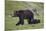 Grizzly Bear (Ursus Arctos Horribilis) Sow and Three Cubs of the Year, Yellowstone National Park-James Hager-Mounted Photographic Print