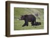 Grizzly Bear (Ursus Arctos Horribilis) Sow and Three Cubs of the Year, Yellowstone National Park-James Hager-Framed Photographic Print