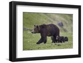 Grizzly Bear (Ursus Arctos Horribilis) Sow and Three Cubs of the Year, Yellowstone National Park-James Hager-Framed Photographic Print