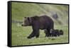 Grizzly Bear (Ursus Arctos Horribilis) Sow and Three Cubs of the Year, Yellowstone National Park-James Hager-Framed Stretched Canvas