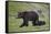 Grizzly Bear (Ursus Arctos Horribilis) Sow and Three Cubs of the Year, Yellowstone National Park-James Hager-Framed Stretched Canvas