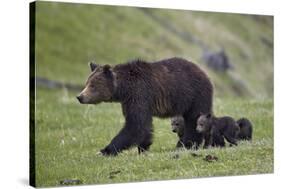 Grizzly Bear (Ursus Arctos Horribilis) Sow and Three Cubs of the Year, Yellowstone National Park-James Hager-Stretched Canvas