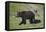 Grizzly Bear (Ursus Arctos Horribilis) Sow and Three Cubs of the Year, Yellowstone National Park-James Hager-Framed Stretched Canvas