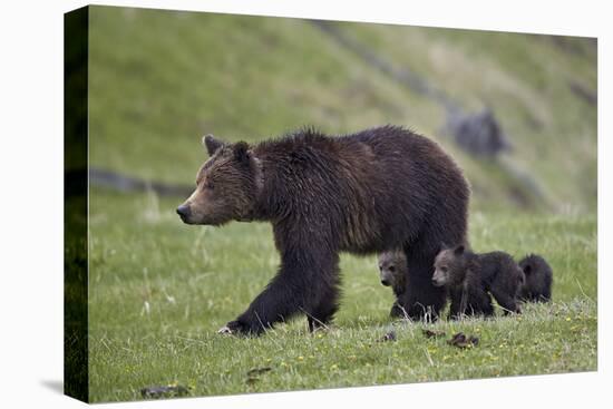 Grizzly Bear (Ursus Arctos Horribilis) Sow and Three Cubs of the Year, Yellowstone National Park-James Hager-Stretched Canvas