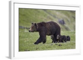 Grizzly Bear (Ursus Arctos Horribilis) Sow and Three Cubs of the Year, Yellowstone National Park-James Hager-Framed Photographic Print