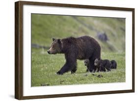 Grizzly Bear (Ursus Arctos Horribilis) Sow and Three Cubs of the Year, Yellowstone National Park-James Hager-Framed Photographic Print