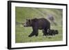 Grizzly Bear (Ursus Arctos Horribilis) Sow and Three Cubs of the Year, Yellowstone National Park-James Hager-Framed Photographic Print