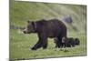 Grizzly Bear (Ursus Arctos Horribilis) Sow and Three Cubs of the Year, Yellowstone National Park-James Hager-Mounted Photographic Print