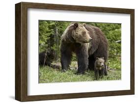 Grizzly Bear (Ursus Arctos Horribilis) Sow and Two Cubs of the Year, Yellowstone National Park-James Hager-Framed Photographic Print