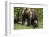 Grizzly Bear (Ursus Arctos Horribilis) Sow and Two Cubs of the Year, Yellowstone National Park-James Hager-Framed Photographic Print