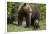 Grizzly Bear (Ursus Arctos Horribilis) Sow and Two Cubs of the Year, Yellowstone National Park-James Hager-Framed Photographic Print