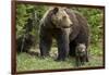 Grizzly Bear (Ursus Arctos Horribilis) Sow and Two Cubs of the Year, Yellowstone National Park-James Hager-Framed Photographic Print