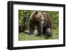 Grizzly Bear (Ursus Arctos Horribilis) Sow and Two Cubs of the Year, Yellowstone National Park-James Hager-Framed Premium Photographic Print