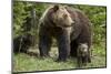 Grizzly Bear (Ursus Arctos Horribilis) Sow and Two Cubs of the Year, Yellowstone National Park-James Hager-Mounted Premium Photographic Print