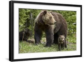 Grizzly Bear (Ursus Arctos Horribilis) Sow and Two Cubs of the Year, Yellowstone National Park-James Hager-Framed Photographic Print