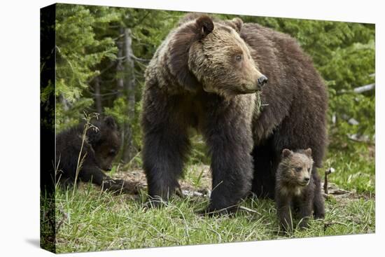 Grizzly Bear (Ursus Arctos Horribilis) Sow and Two Cubs of the Year, Yellowstone National Park-James Hager-Stretched Canvas