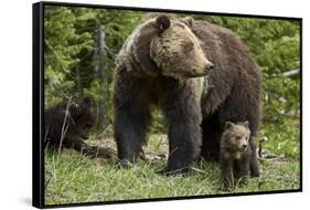 Grizzly Bear (Ursus Arctos Horribilis) Sow and Two Cubs of the Year, Yellowstone National Park-James Hager-Framed Stretched Canvas