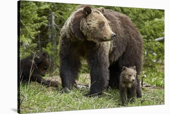 Grizzly Bear (Ursus Arctos Horribilis) Sow and Two Cubs of the Year, Yellowstone National Park-James Hager-Stretched Canvas