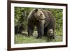 Grizzly Bear (Ursus Arctos Horribilis) Sow and Two Cubs of the Year, Yellowstone National Park-James Hager-Framed Photographic Print