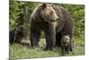 Grizzly Bear (Ursus Arctos Horribilis) Sow and Two Cubs of the Year, Yellowstone National Park-James Hager-Mounted Photographic Print