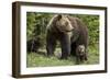 Grizzly Bear (Ursus Arctos Horribilis) Sow and Two Cubs of the Year, Yellowstone National Park-James Hager-Framed Photographic Print