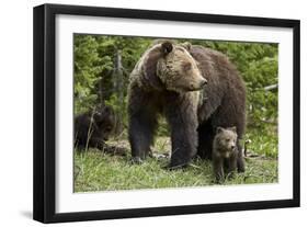 Grizzly Bear (Ursus Arctos Horribilis) Sow and Two Cubs of the Year, Yellowstone National Park-James Hager-Framed Photographic Print