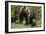 Grizzly Bear (Ursus Arctos Horribilis) Sow and Two Cubs of the Year, Yellowstone National Park-James Hager-Framed Photographic Print