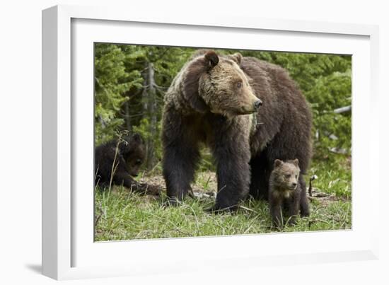 Grizzly Bear (Ursus Arctos Horribilis) Sow and Two Cubs of the Year, Yellowstone National Park-James Hager-Framed Photographic Print