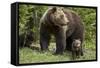 Grizzly Bear (Ursus Arctos Horribilis) Sow and Two Cubs of the Year, Yellowstone National Park-James Hager-Framed Stretched Canvas