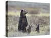 Grizzly Bear (Ursus Arctos Horribilis) Sow and Two Cubs of Year All Standing Up on their Hind Legs-James Hager-Stretched Canvas