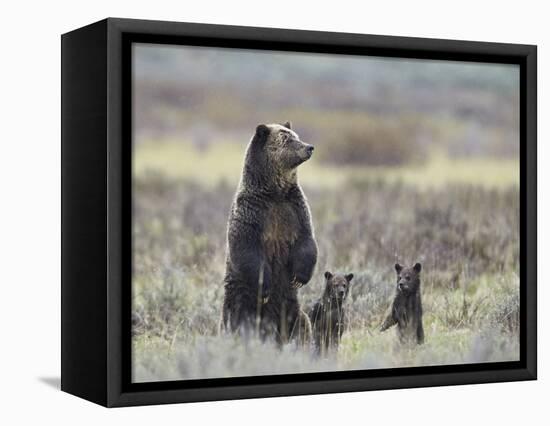 Grizzly Bear (Ursus Arctos Horribilis) Sow and Two Cubs of Year All Standing Up on their Hind Legs-James Hager-Framed Stretched Canvas