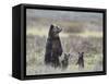 Grizzly Bear (Ursus Arctos Horribilis) Sow and Two Cubs of Year All Standing Up on their Hind Legs-James Hager-Framed Stretched Canvas